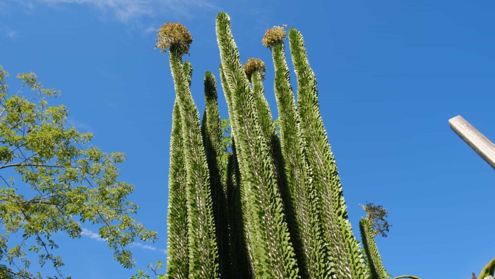 Alluaudia procera - Imagen 5