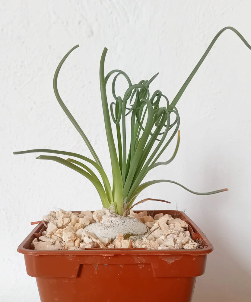 Albuca spiralis