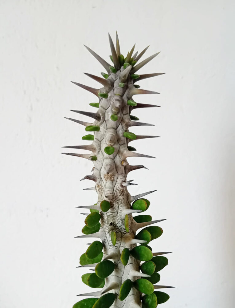 Alluaudia procera - Imagen 3