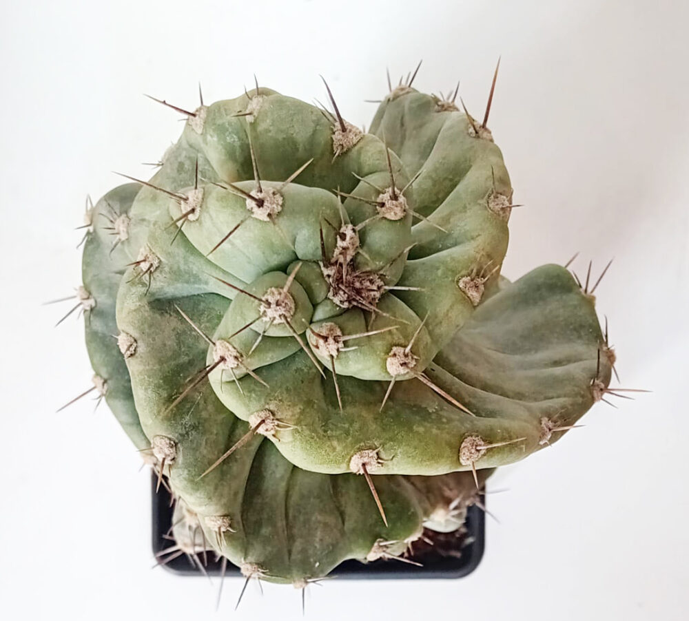 Cereus forbesii spiralis - Imagen 3