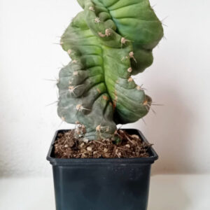 Cereus forbesii spiralis