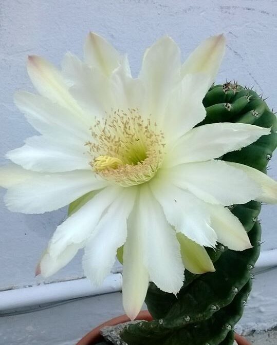Cereus forbesii spiralis - Imagen 5
