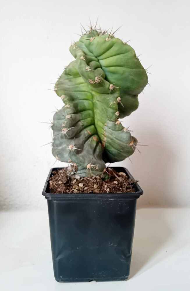 Cereus forbesii spiralis - Imagen 2