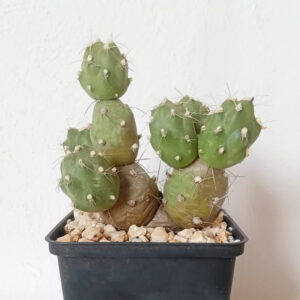 Cumulopuntia zehnderi