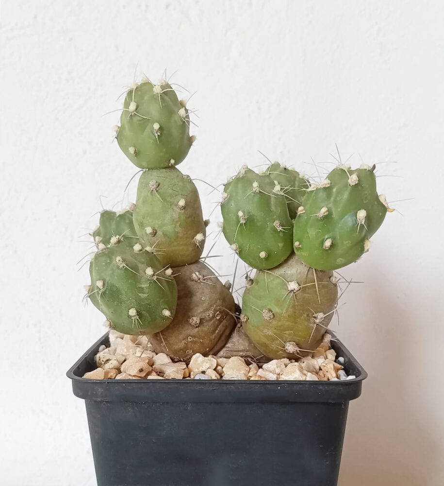 Cumulopuntia zehnderi