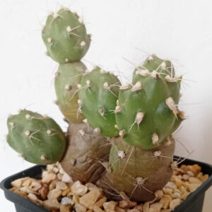 Cumulopuntia zehnderi