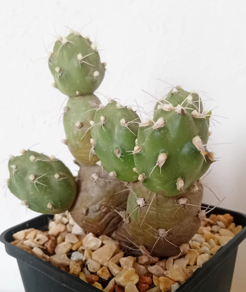 Cumulopuntia zehnderi - Imagen 2