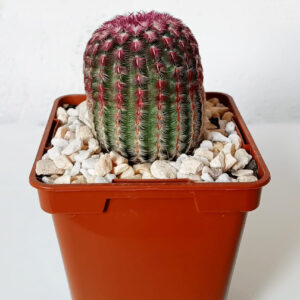 Echinocereus rigidissimus var. rubispinus