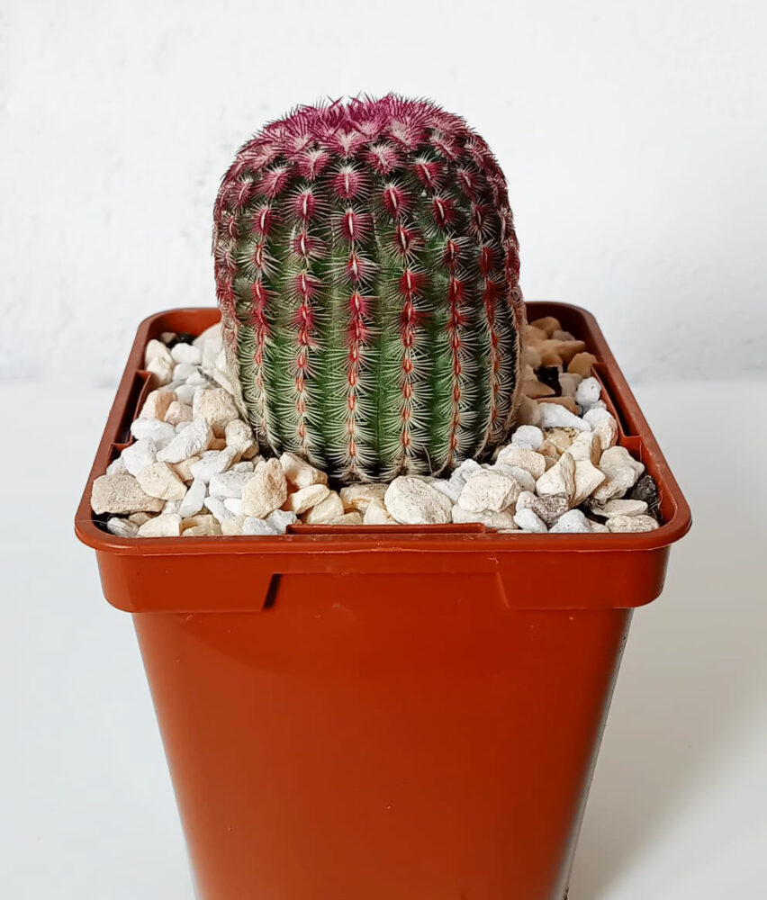 Echinocereus rigidissimus var. rubispinus