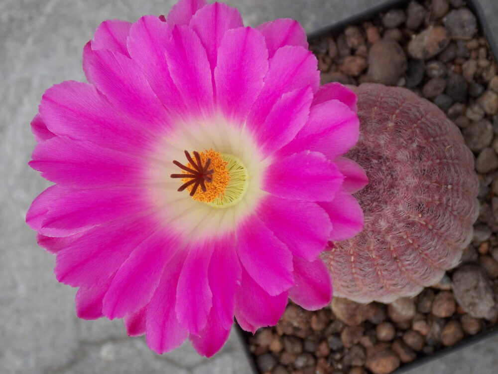 Echinocereus rigidissimus var. rubispinus - Imagen 3