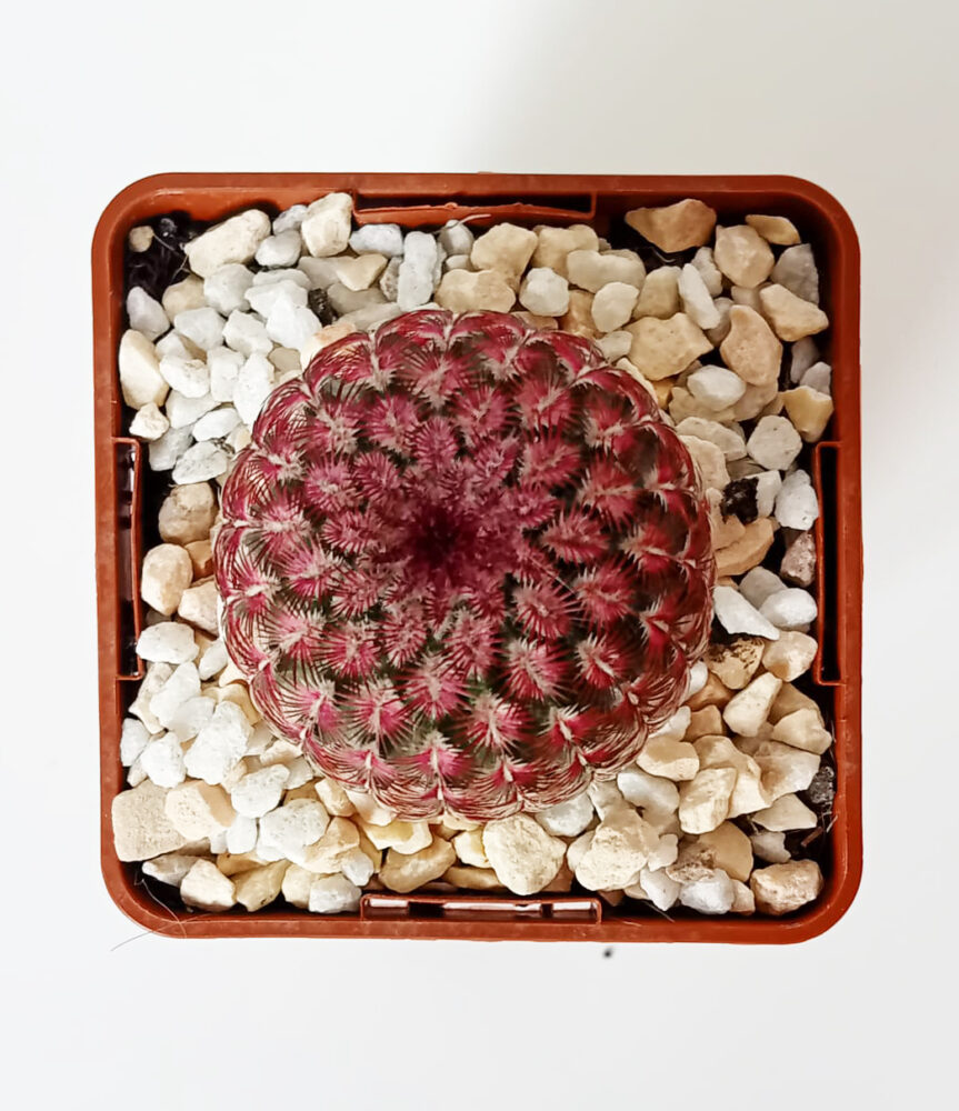 Echinocereus rigidissimus var. rubispinus - Imagen 2