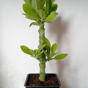 Euphorbia neriifolia