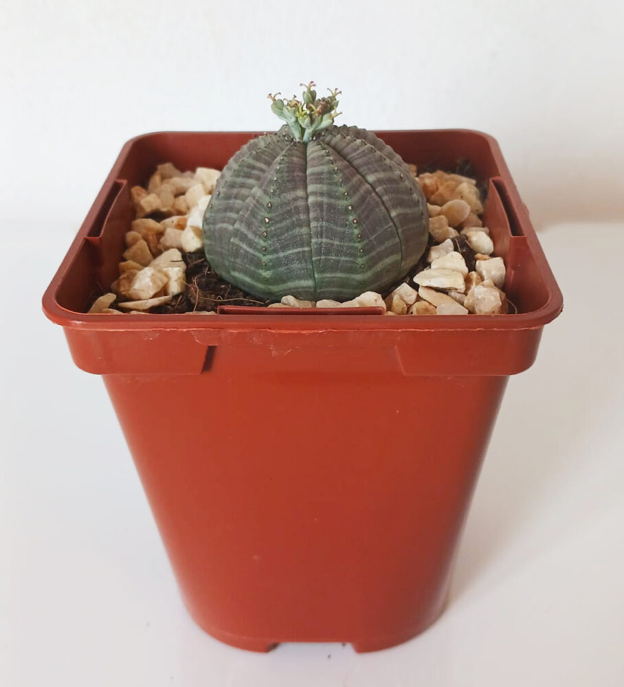 Euphorbia obesa - Imagen 3