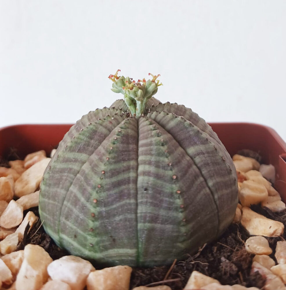 Euphorbia obesa - Imagen 2