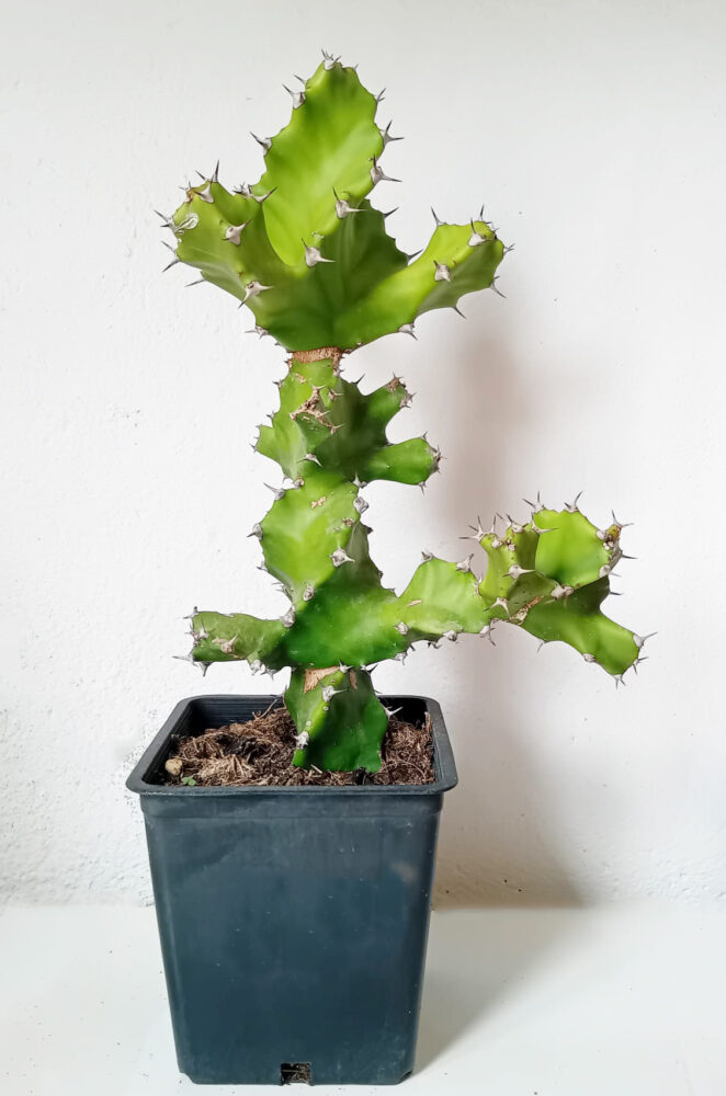 Euphorbia tortilis - Imagen 2