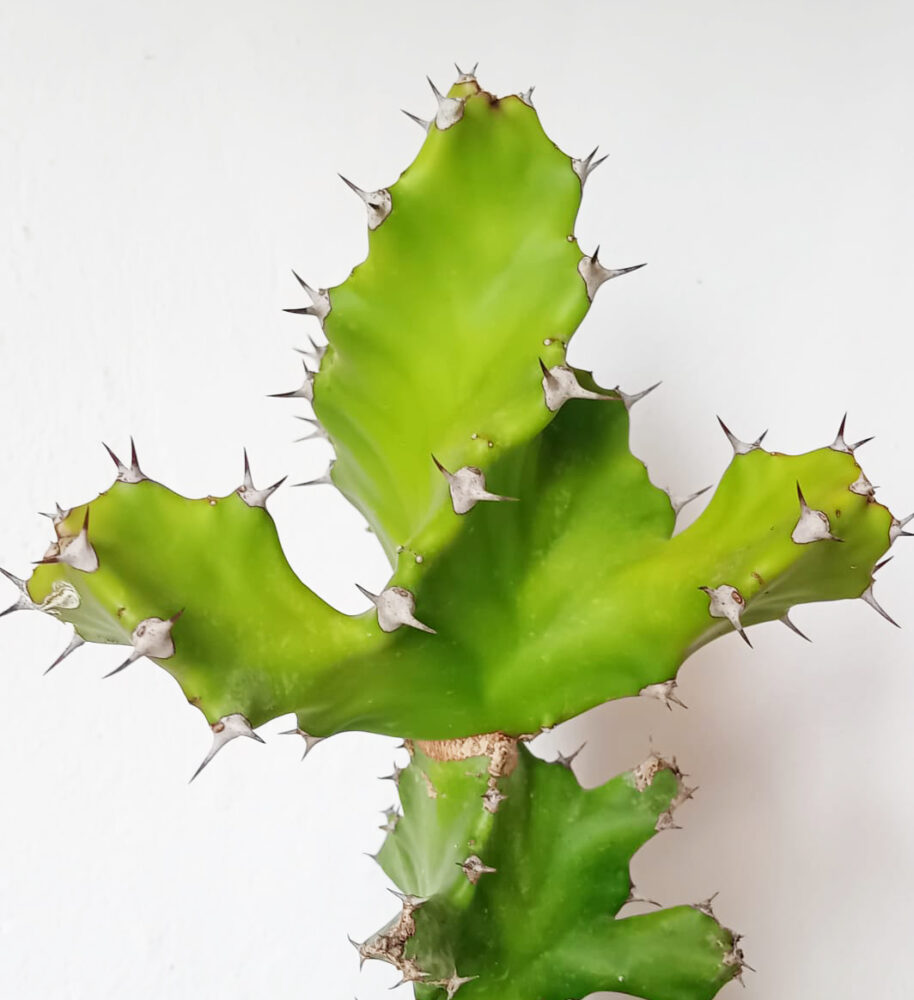 Euphorbia tortilis - Imagen 4