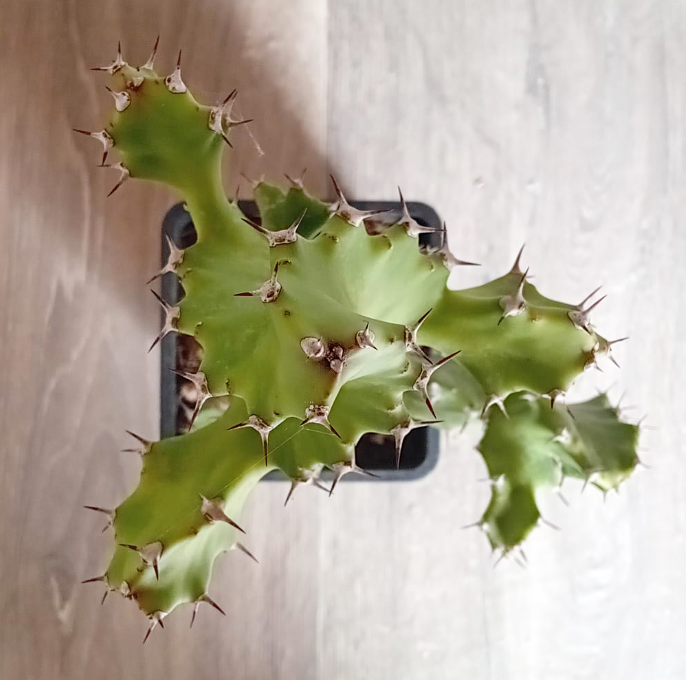 Euphorbia tortilis - Imagen 3