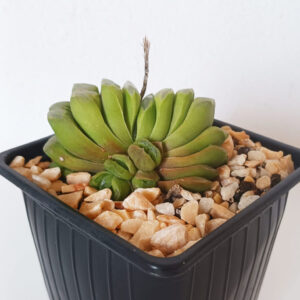 Haworthia truncata cv. 'Lime green'