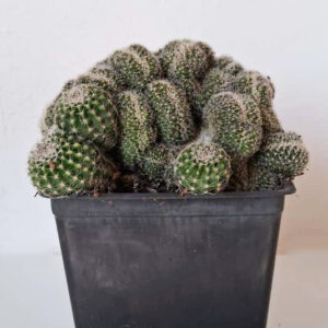 Lobivia famatensis f. cristata