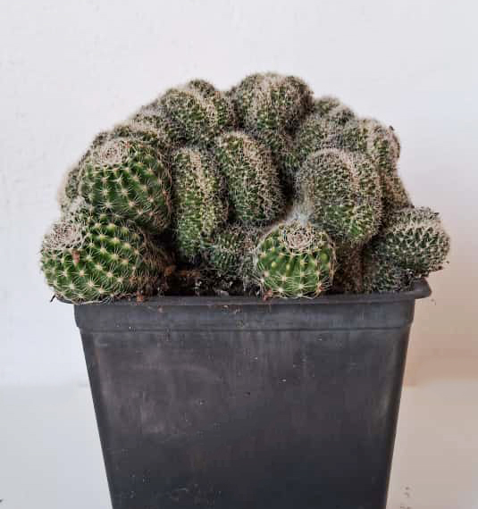 Lobivia famatensis f. cristata - Imagen 2