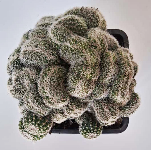 Lobivia famatensis f. cristata