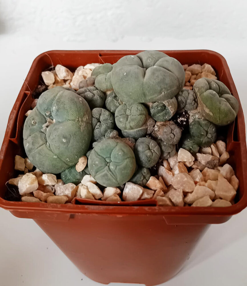 Lophophora williamsii caespitosa