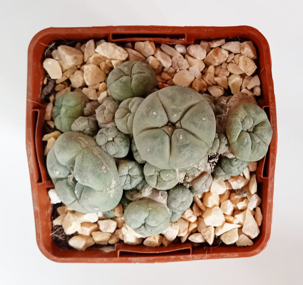 Lophophora williamsii caespitosa - Imagen 4