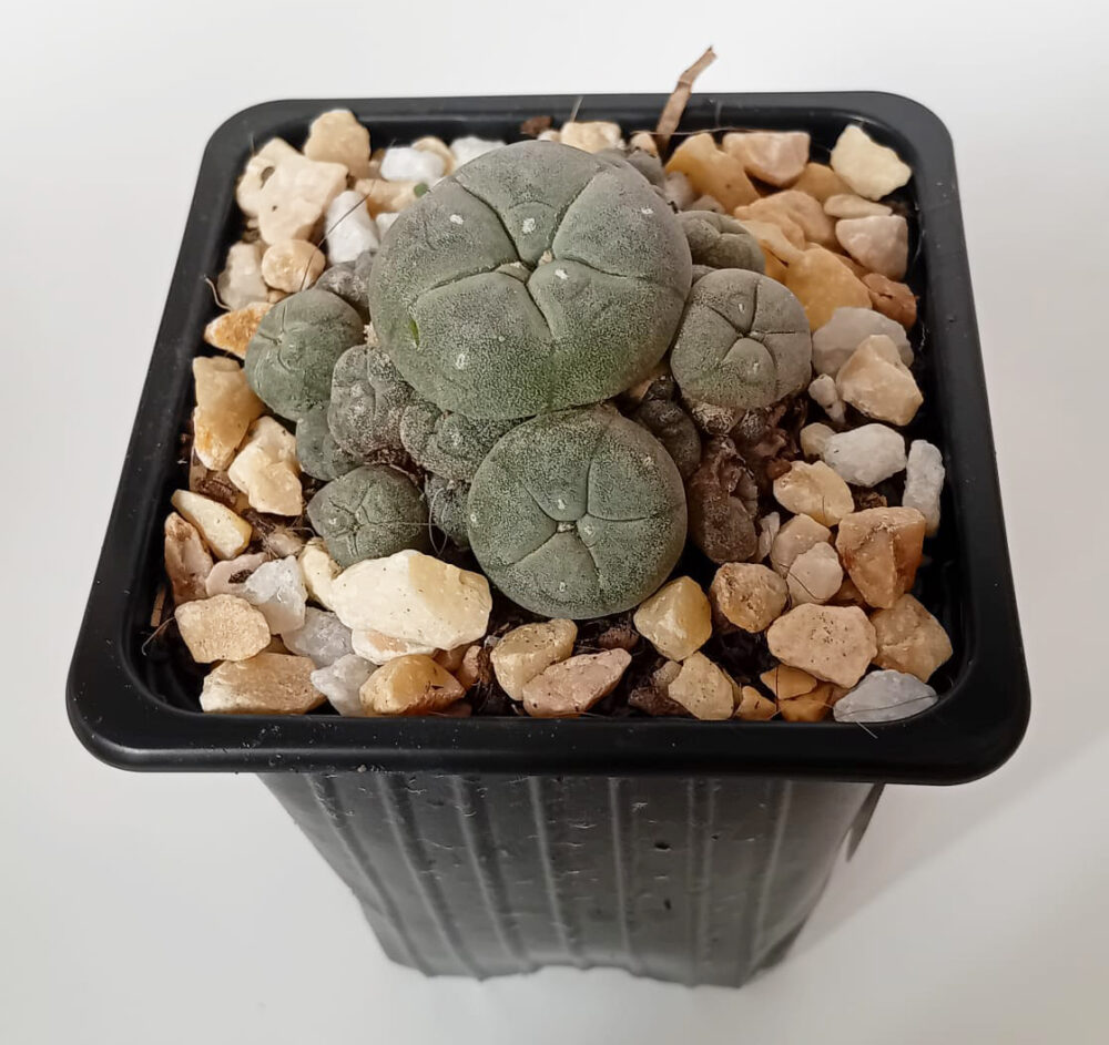 Lophophora williamsii caespitosa - Imagen 5