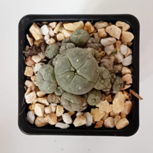 Lophophora williamsii caespitosa