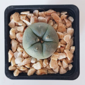 Lophophora williamsii