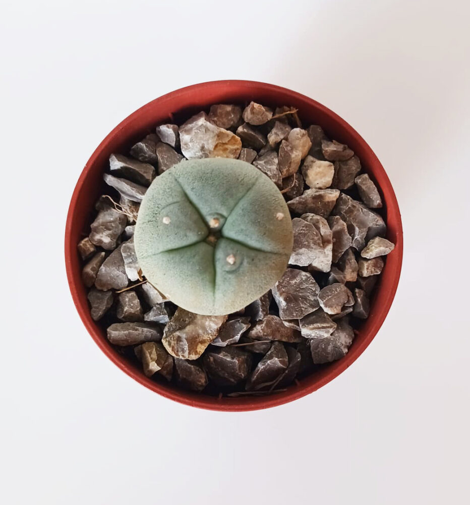 Lophophora williamsii - Imagen 5