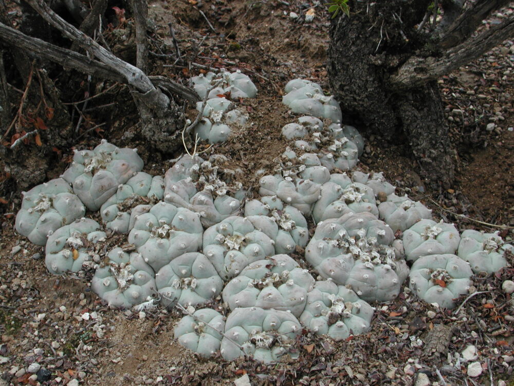 Lophophora williamsii - Imagen 7