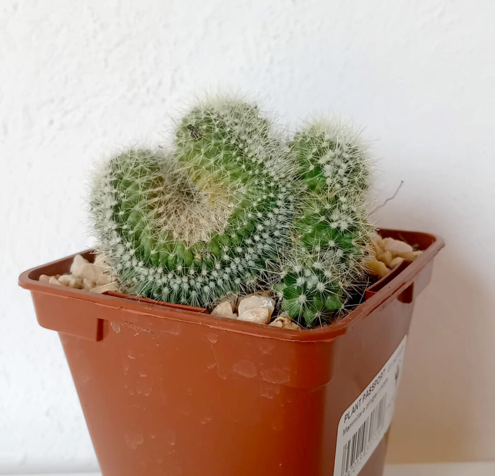 Mammillaria pringlei f. cristata - Imagen 2