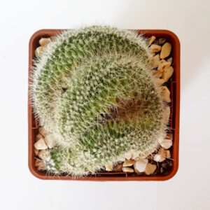 Mammillaria pringlei f. cristata