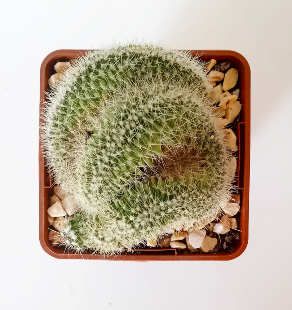 Mammillaria pringlei f. cristata