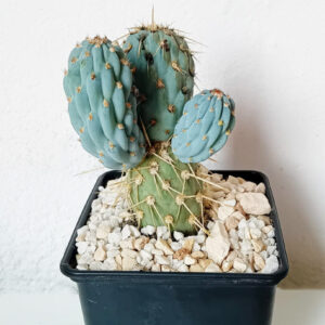 Miqueliopuntia miquelii