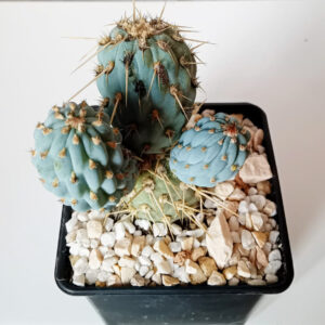 Miqueliopuntia miquelii