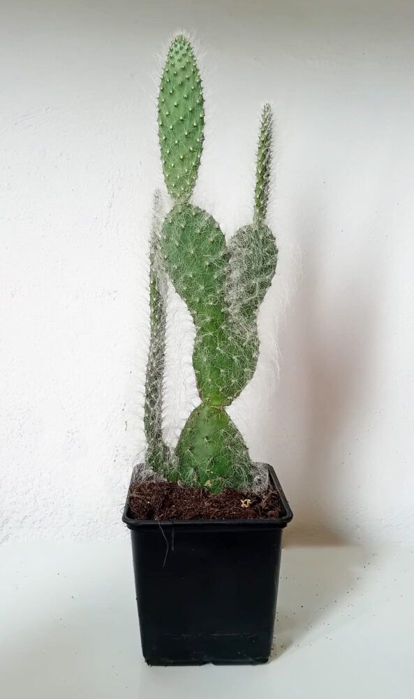 Opuntia orbiculata - Imagen 3