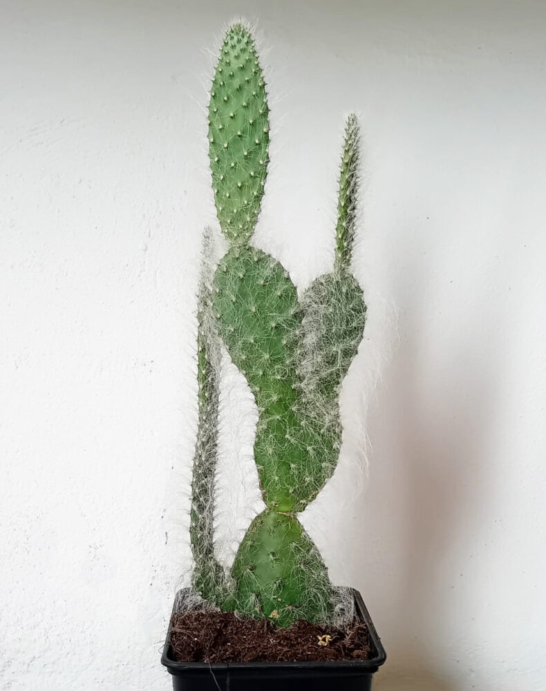 Opuntia orbiculata