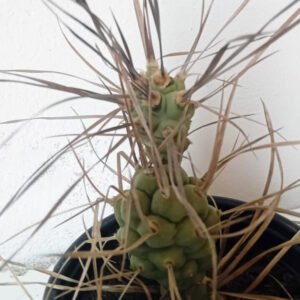 Tephrocactus aoracanthus subsp. paediophilus