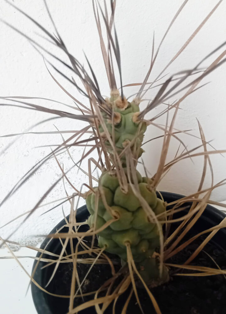 Tephrocactus aoracanthus subsp. paediophilus - Imagen 2