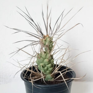 Tephrocactus aoracanthus subsp. paediophilus