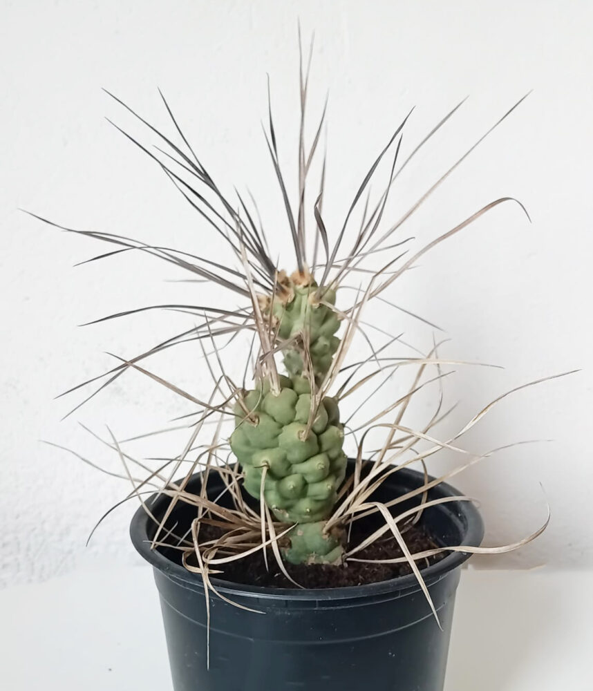Tephrocactus aoracanthus subsp. paediophilus