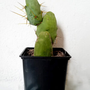 Trichocereus brigdesii monstruoso
