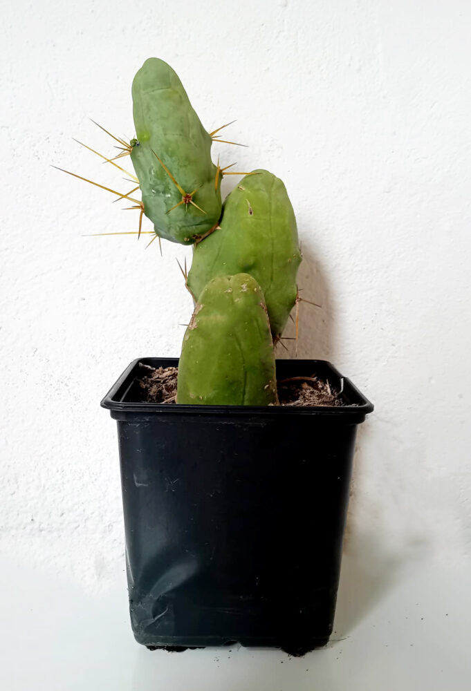 Trichocereus brigdesii monstruoso - Imagen 2
