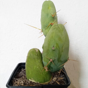 Trichocereus brigdesii monstruoso
