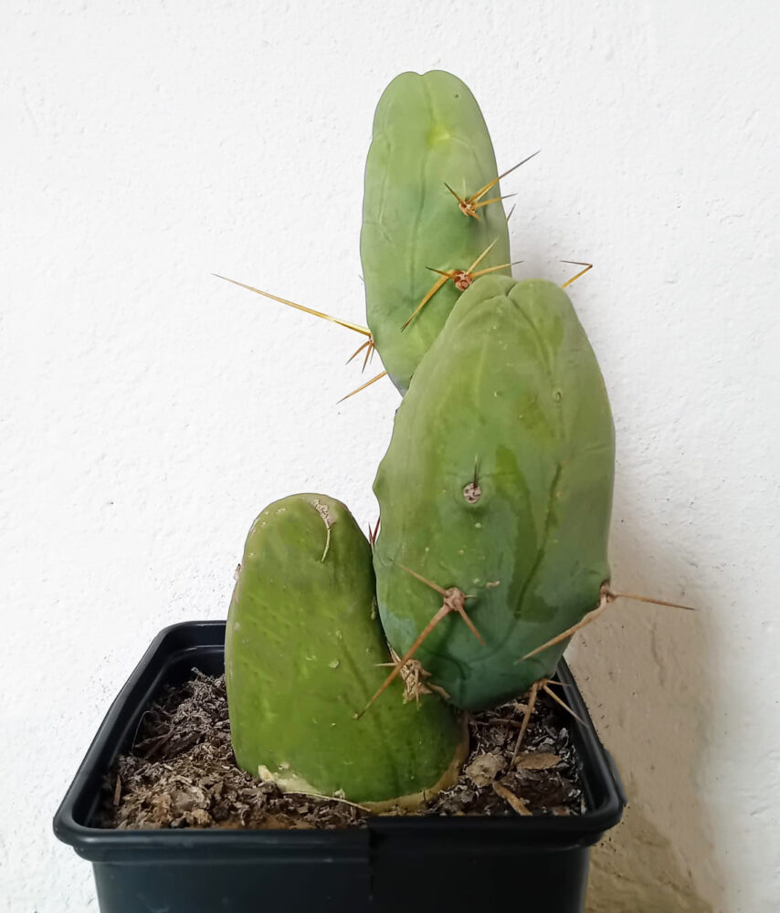 Trichocereus brigdesii monstruoso