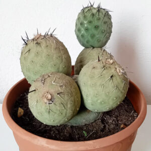 Tephrocactus geometricus (Huevos de dragón)