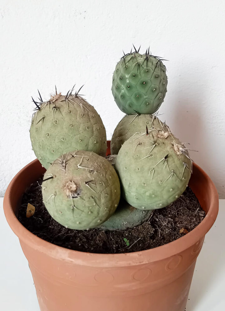 Tephrocactus geometricus (Huevos de dragón)