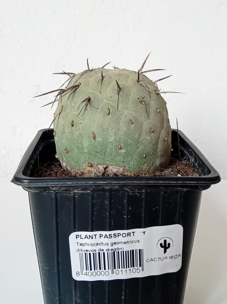 Tephrocactus geometricus (Huevos de dragón) - Imagen 4